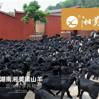 长沙湘美黑山羊，寒冷天气羔羊的饲养管理