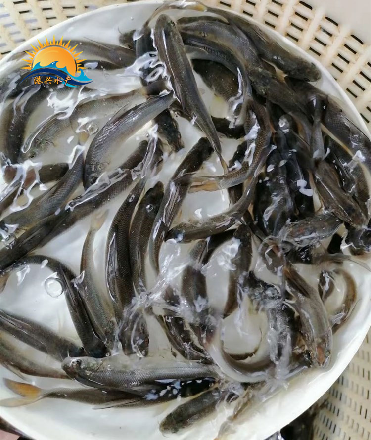 黄骨水花鱼苗 纳溪区银雪批发 鲜活淡水鱼苗养殖大鳞耙银雪