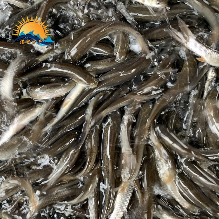 斑點叉尾回,太陽魚,鯽魚,武昌魚,白鯧魚,鴨嘴魚,桂魚,馬口魚,鉗魚,斑