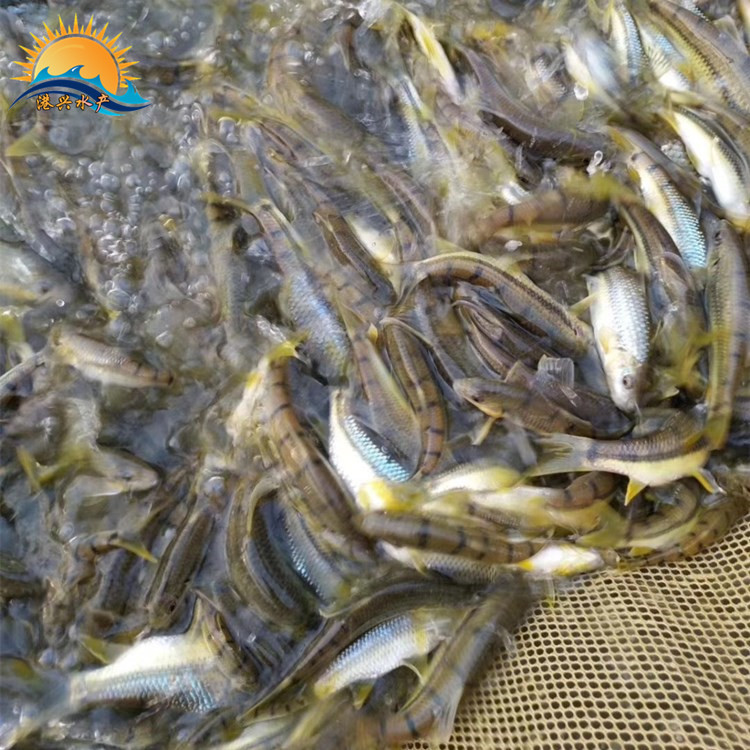 江西溪石斑鱼养殖基地图片