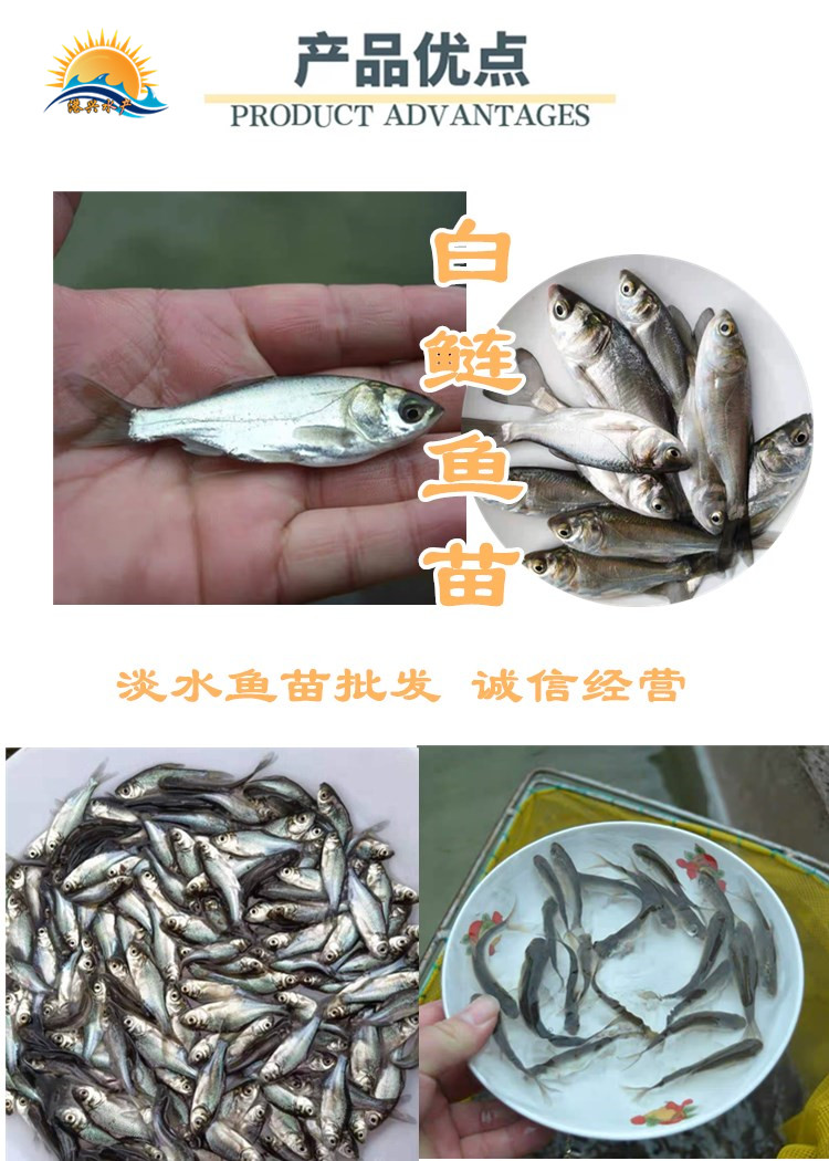 高山鎮易養殖白鰱魚苗福建澳洲龍蝦魚苗批發網全國發貨好運輸