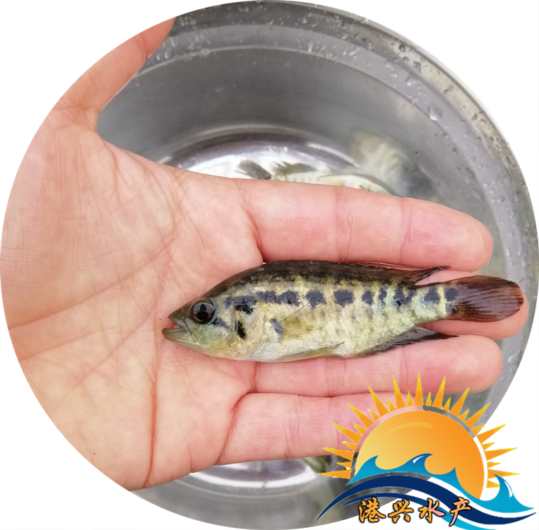 淡水石斑鱼苗广东淡水35厘米石斑鱼出售港兴水产