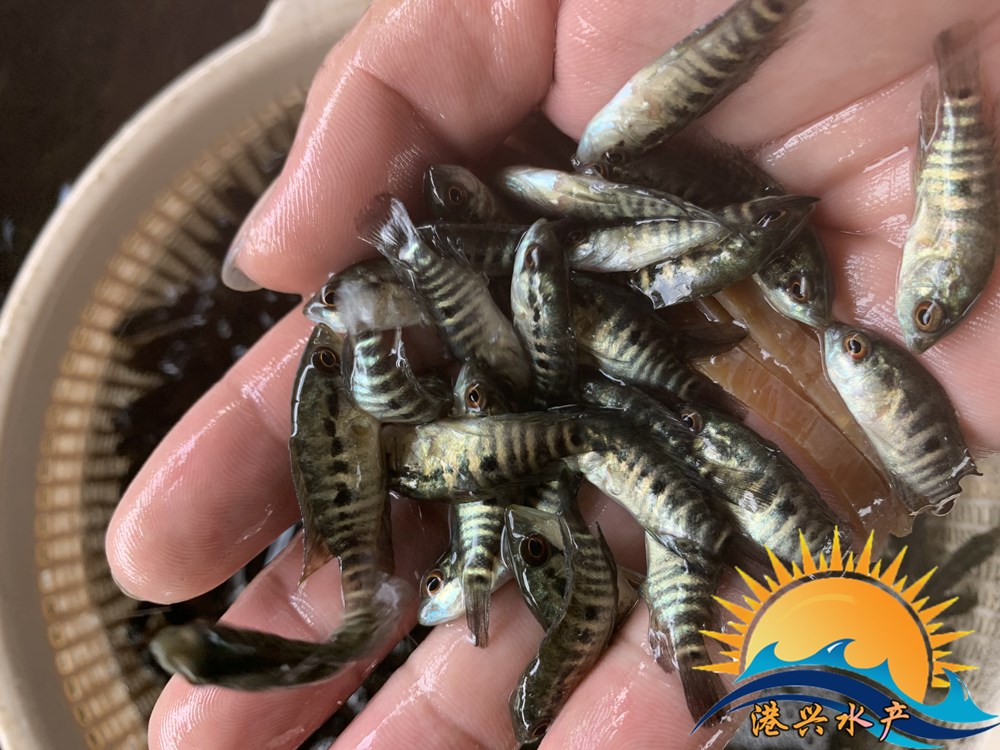 广东银鳕苏丹鱼苗鲜活银雪批发行情港兴水产