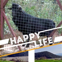 湖南湘美黑山羊养殖基地  湘美黑山羊养殖基地，贮藏青干草的方法