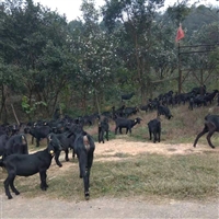 黑山羊种羊，繁殖时期，种公羊，种母羊