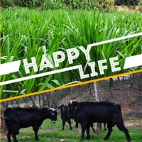 湖南湘美黑山羊养殖基地  湘美黑山羊，湖南黑山羊养殖规模化