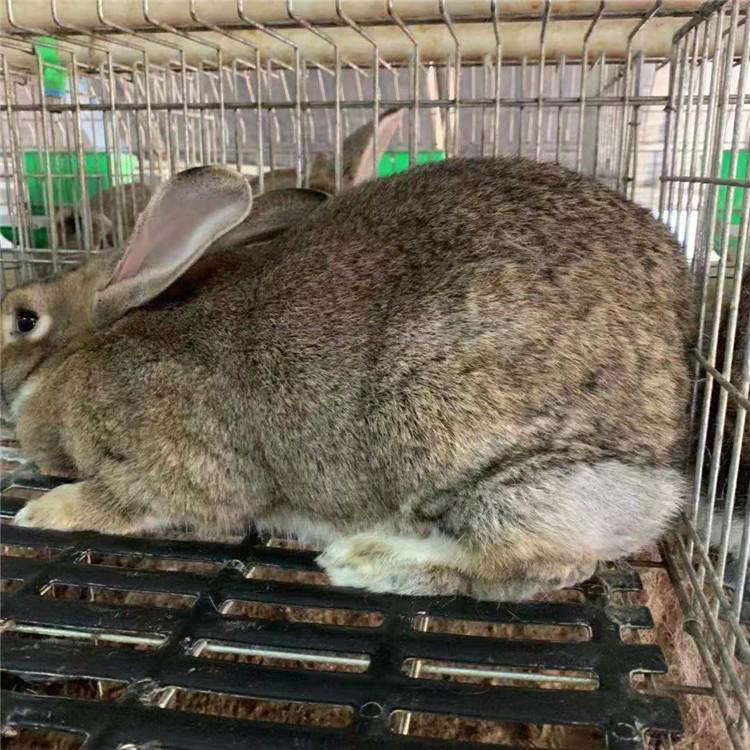 山东种兔价格 养100只种兔一年利润