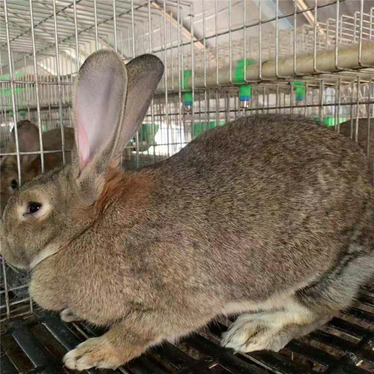 大体型比利时兔 生长速度快的兔子品种 散养比利时肉兔