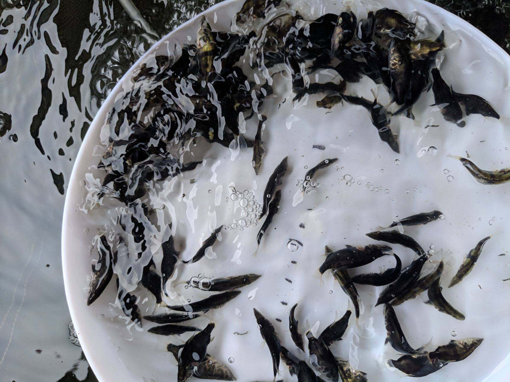 养殖活体鳌花鱼鱼苗,桂鱼一级靓苗,桂鱼苗一手货源直供