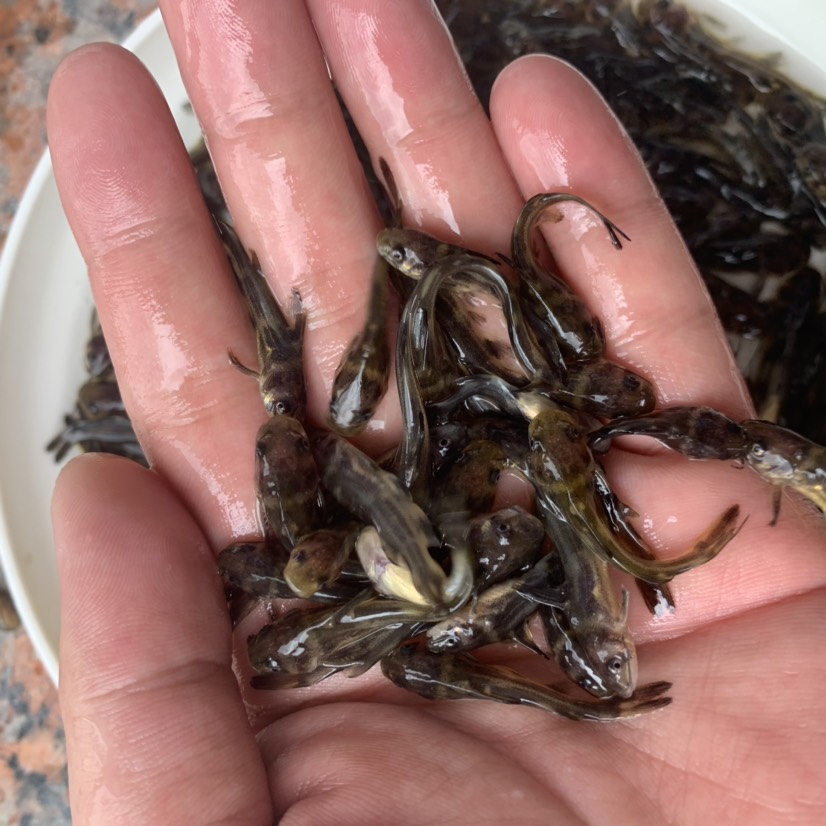 大量出售黄辣丁鱼苗,池塘杂交黄骨鱼,黄嘎牙子鱼苗批发