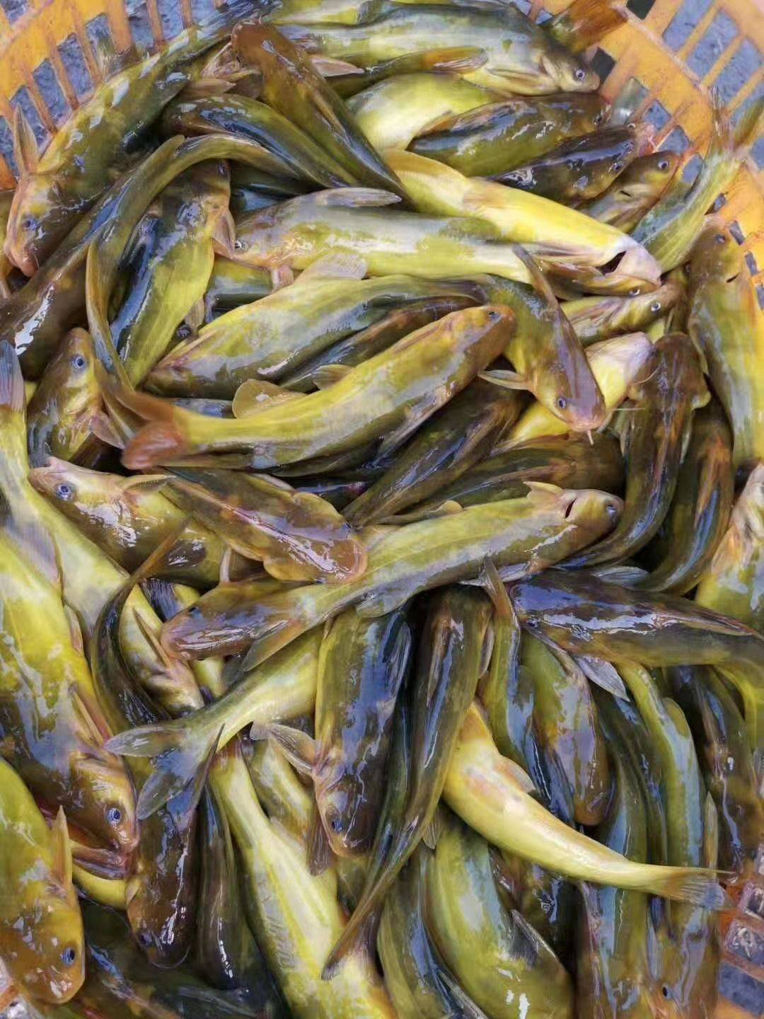 杂交黄骨鱼黄辣丁,山川黄嘎牙子鱼苗,人工养殖黄骨鱼苗