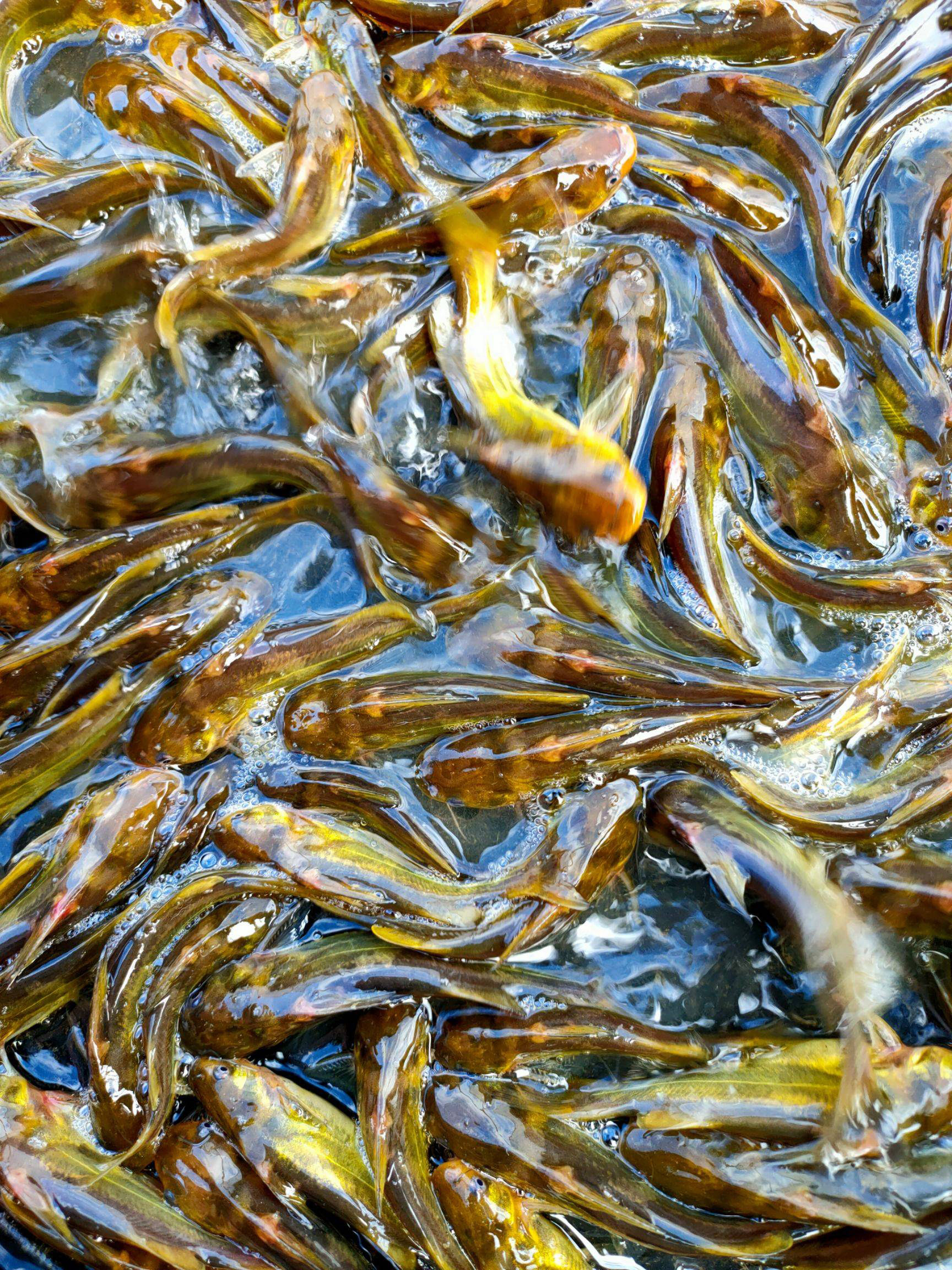 黃骨魚黃辣丁,山川黃嘎牙子魚苗,人工養殖黃骨魚苗 經營各品種魚苗