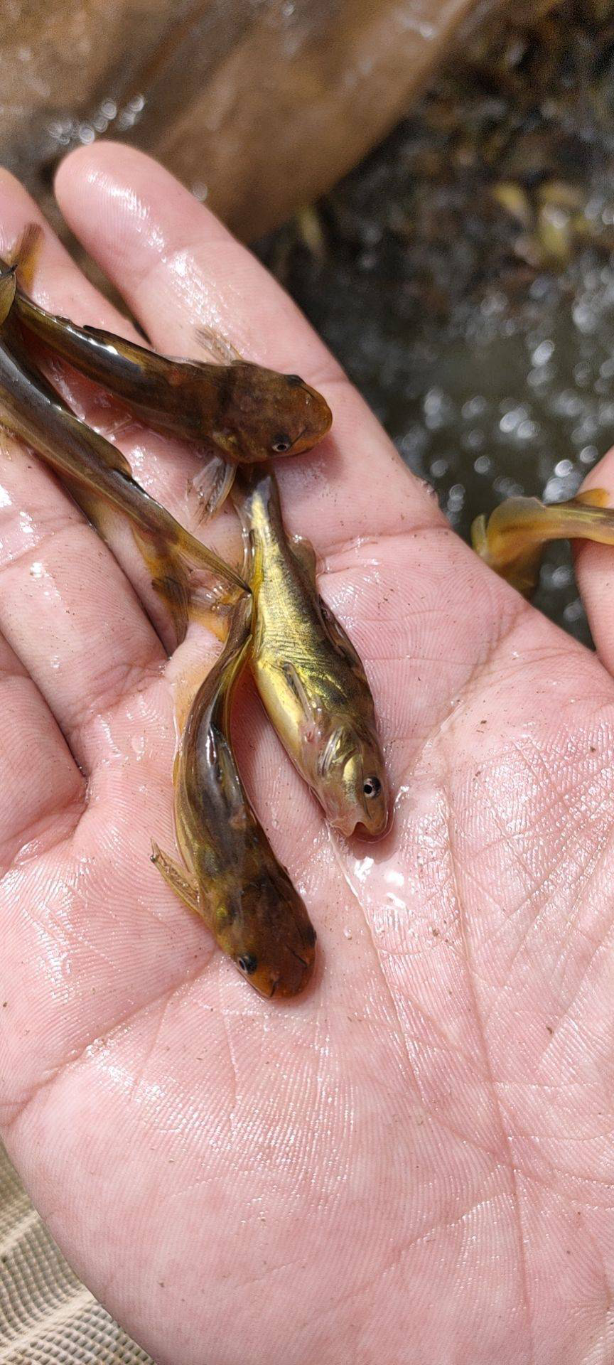 羅非魚苗,羅非水花,紅羅非魚苗(彩虹鯛/星洲紅),巴沙魚苗,刺鰍魚苗