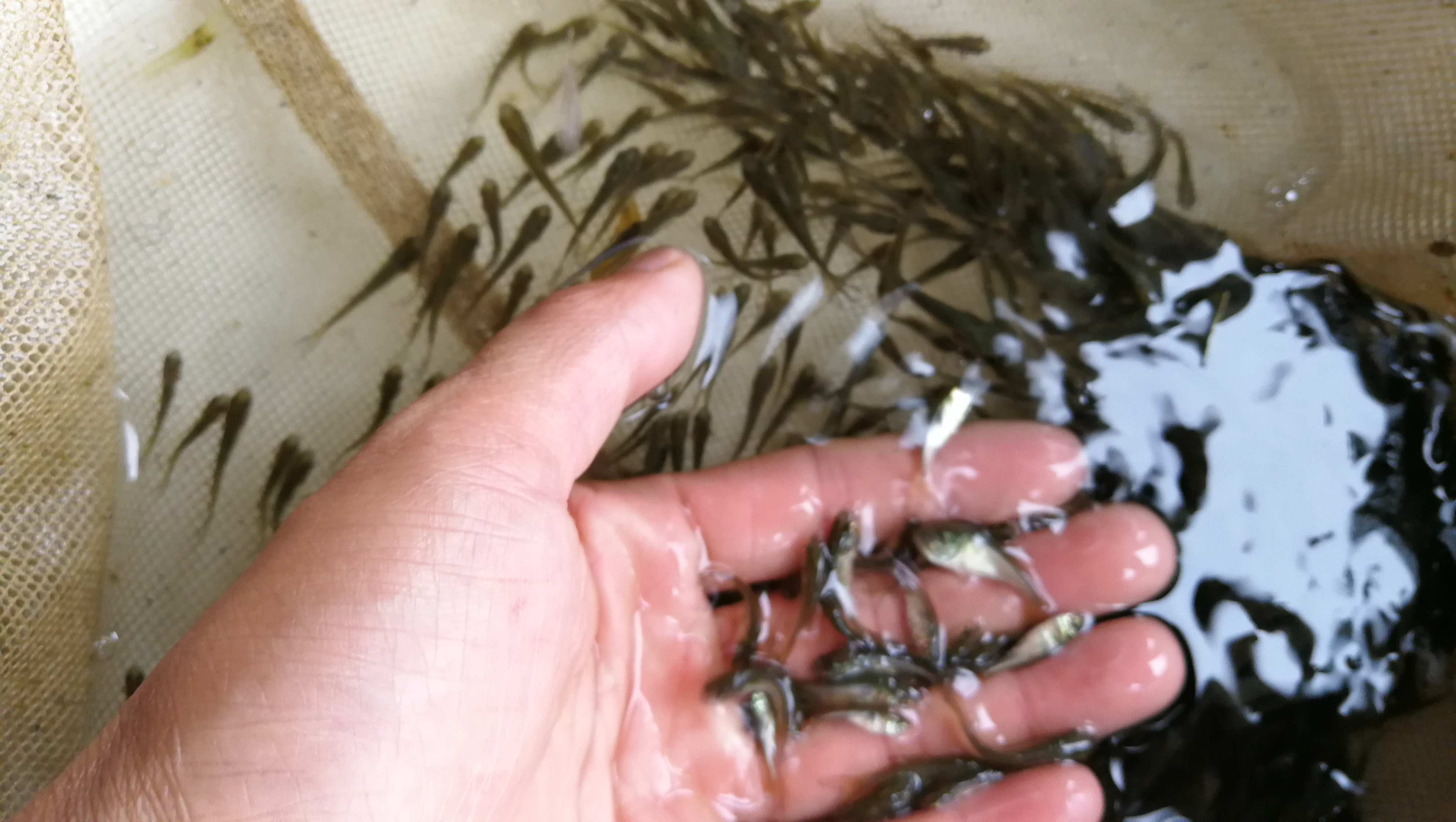 供應翹嘴白魚,鮮活水產翹嘴紅鮊,翹嘴大白魚養殖基地