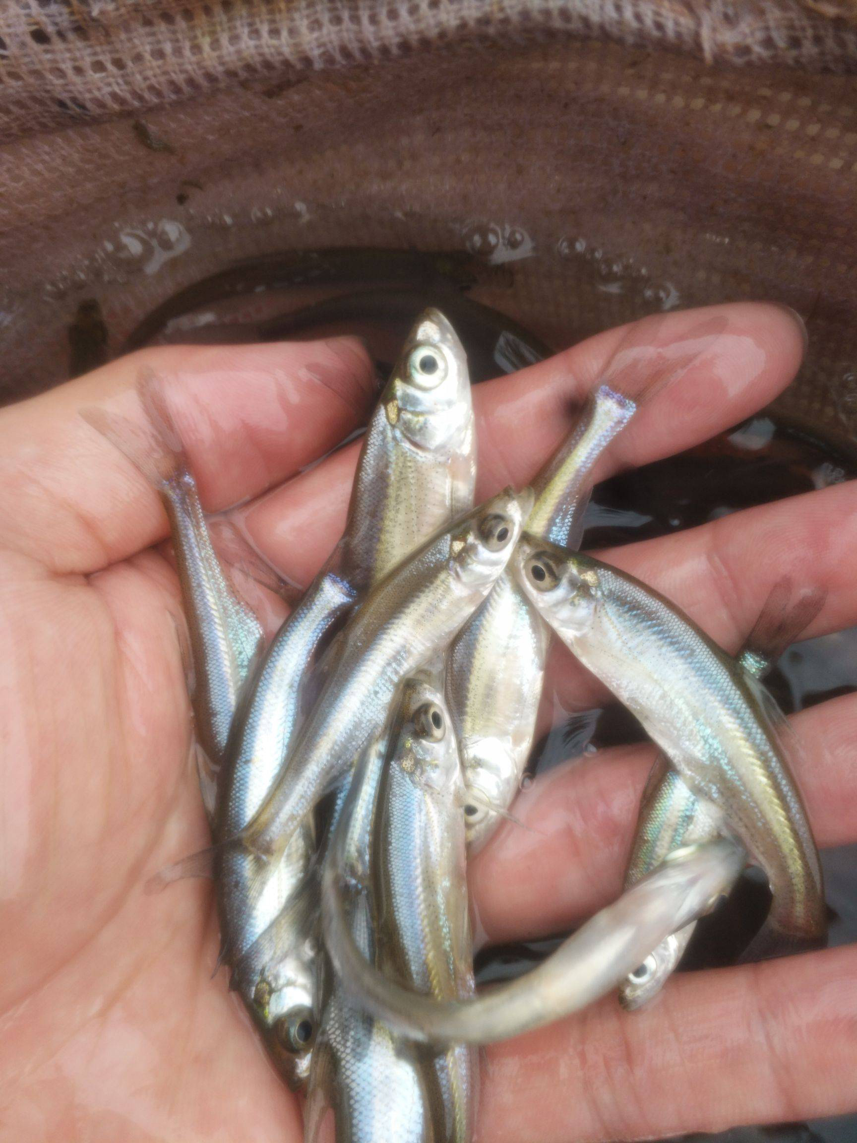 人工养殖翘嘴红鲌大量出售翘嘴鱼供应678两翘嘴鱼