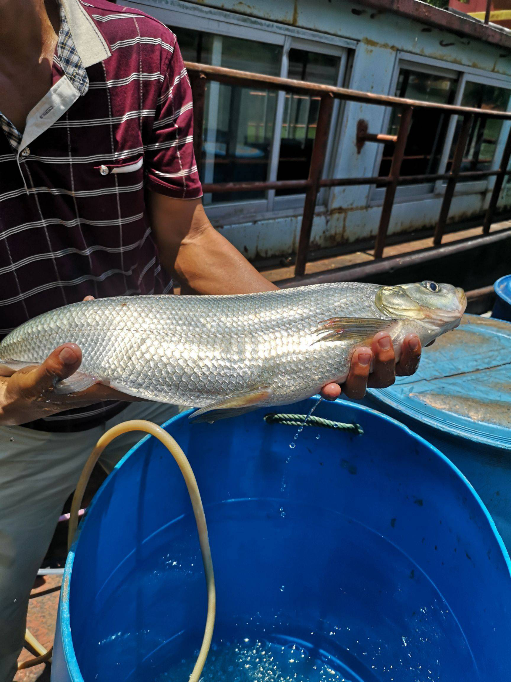 翘嘴鲌鱼供应商翘嘴大白鱼供应钓场酒店专用大白鱼
