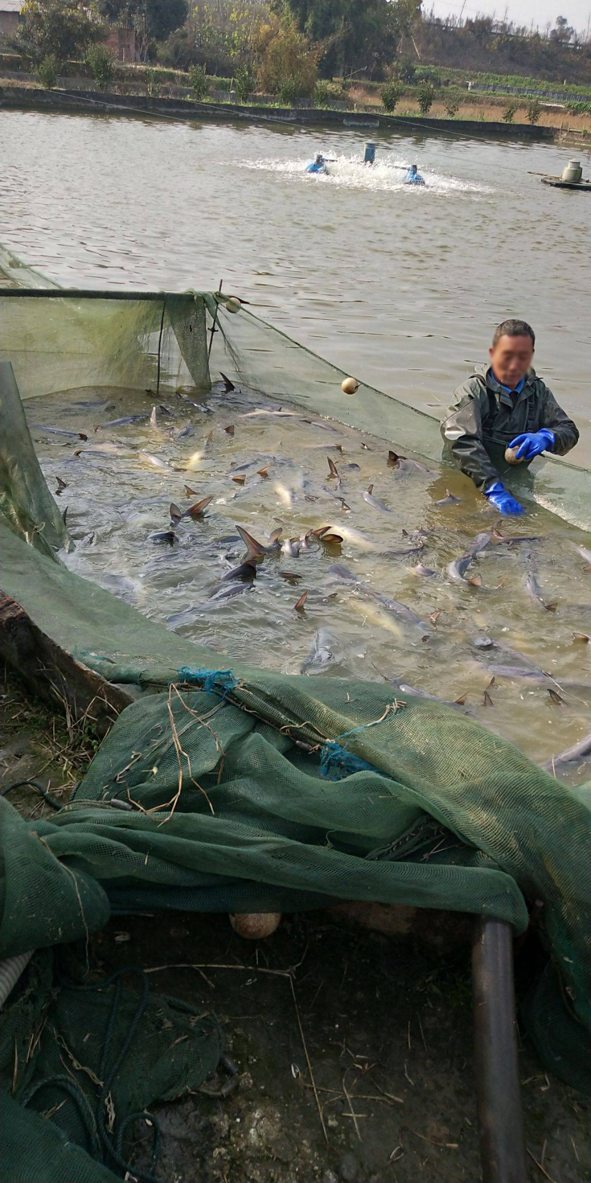 广东鸭嘴鱼批发商,中山鸭嘴鱼养殖基地,鸭嘴鱼多钱一斤