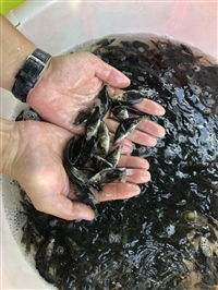 供应东北鳌花鱼苗，桂鱼成品鱼购销基地直供，鳜鱼苗批发