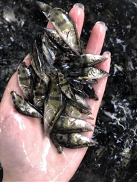 长期供应各种鳌花鱼苗，大量出售桂苗，多规格鳜鱼苗订购