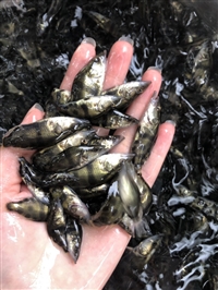 东北特产鳌花鱼苗批发 耐运输567公分鳌花鱼苗 水库放生专用鳌花鱼苗