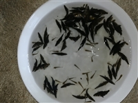 黑龙江鳌花鱼苗全国空运，桂鱼苗大量供应，养殖鳜鱼苗价格