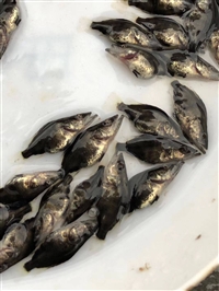 大量供应桂鱼苗桂苗，养殖高产鳜鱼苗，支持全国空运汽运 