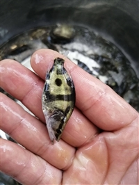 水电站放流专用冷水鱼苗 345公分鳌花鱼苗 北方鳌花鱼小苗