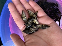 2021苗场直供鳜鱼苗，大规格桂鱼苗，鳌花鱼苗提供养殖技术