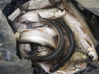 水电站放流大白鱼冷水鱼苗 345公分翘嘴大白鱼苗 麻鲢鱼大白鱼小苗