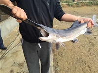 湖北网箱养殖鸭嘴鱼，2021鸭嘴鱼价格，湖北鸭嘴鱼产地货源