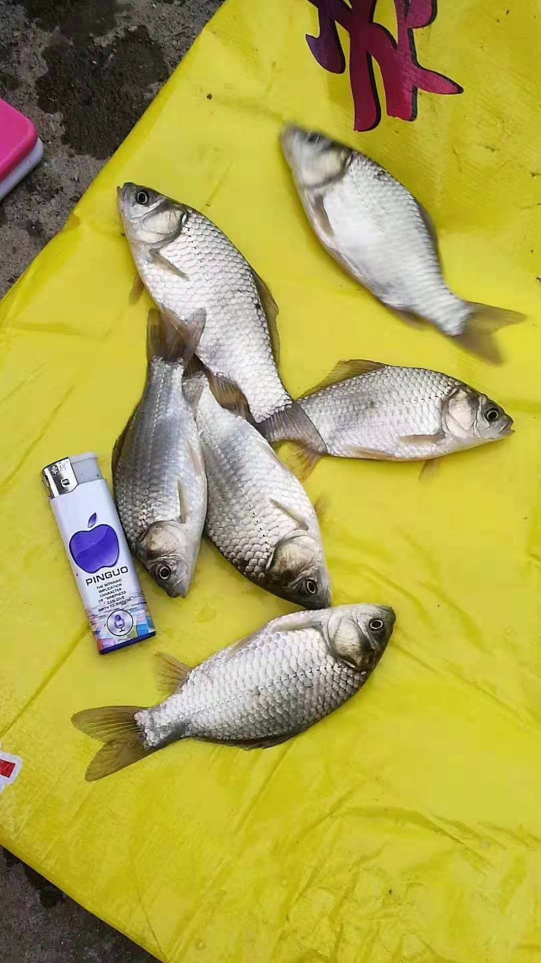 彭澤鯽魚苗批發 廠家大量銷售花鰱魚苗 購買就送飼料