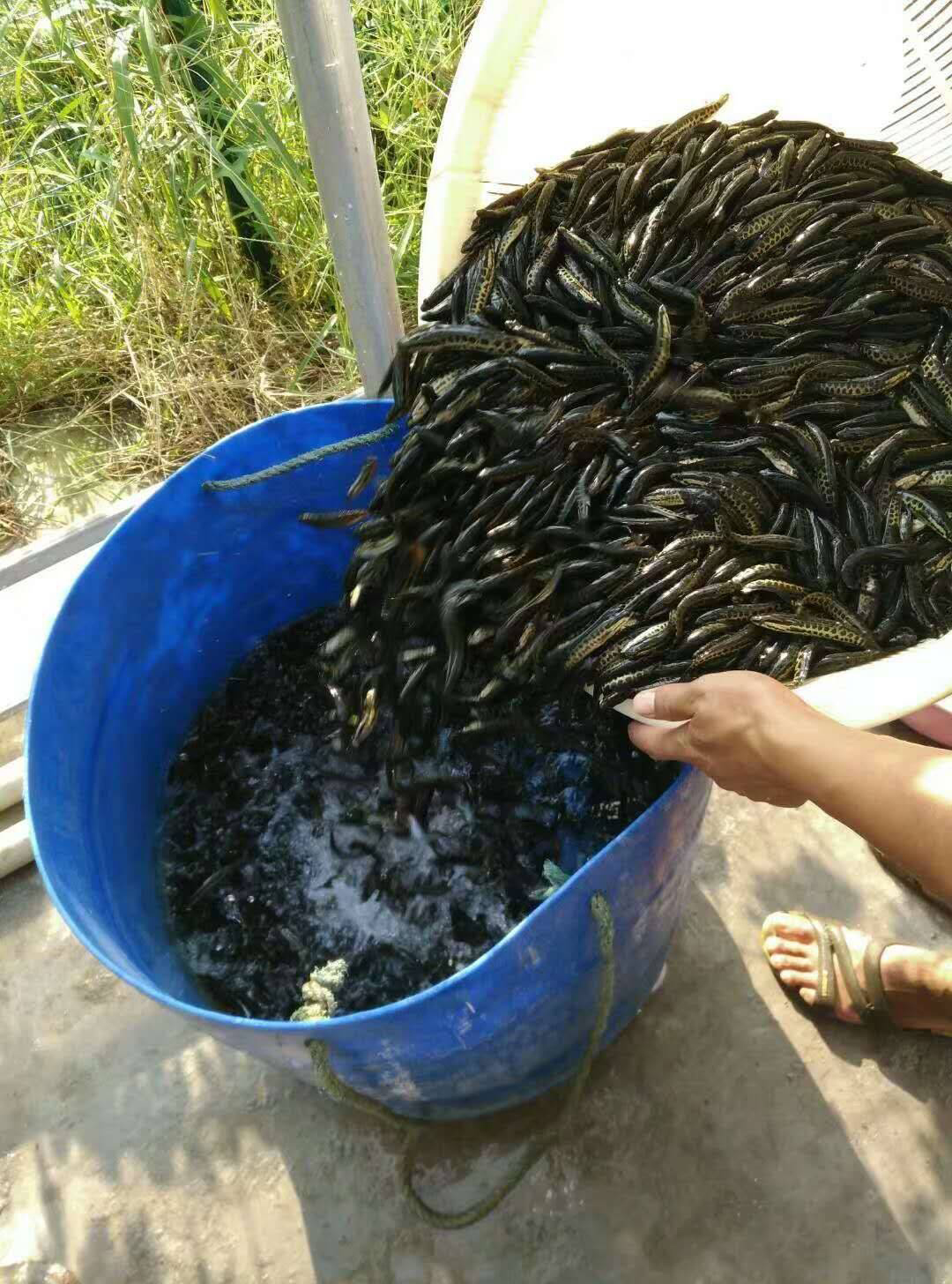 长年供应淡水黑鱼苗钓鱼场成品大黑鱼商品黑鱼塘口货源