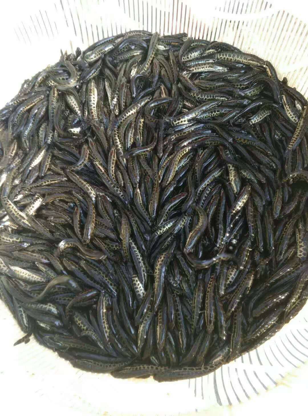 長年供應淡水黑魚苗釣魚場成品大黑魚商品黑魚塘口貨源