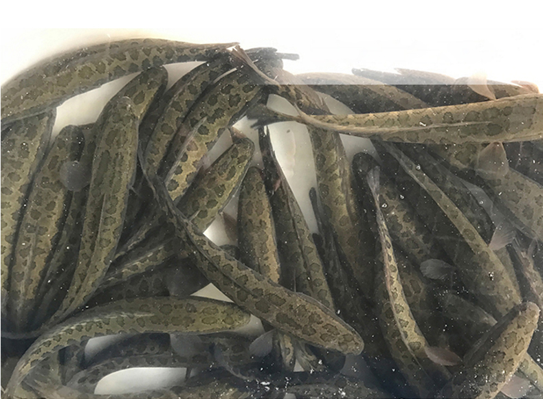 黑鱼苗多钱一尾黑鱼养殖合作社10多斤大黑鱼批发