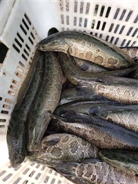 乌鳢统货大黑鱼出售，乌鳢批发供应酒店，5-8斤大黑鱼批发