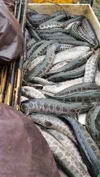 乌鳢黑鱼商品鱼出售，黑鱼养殖基地直供，黑鱼成品乌鱼