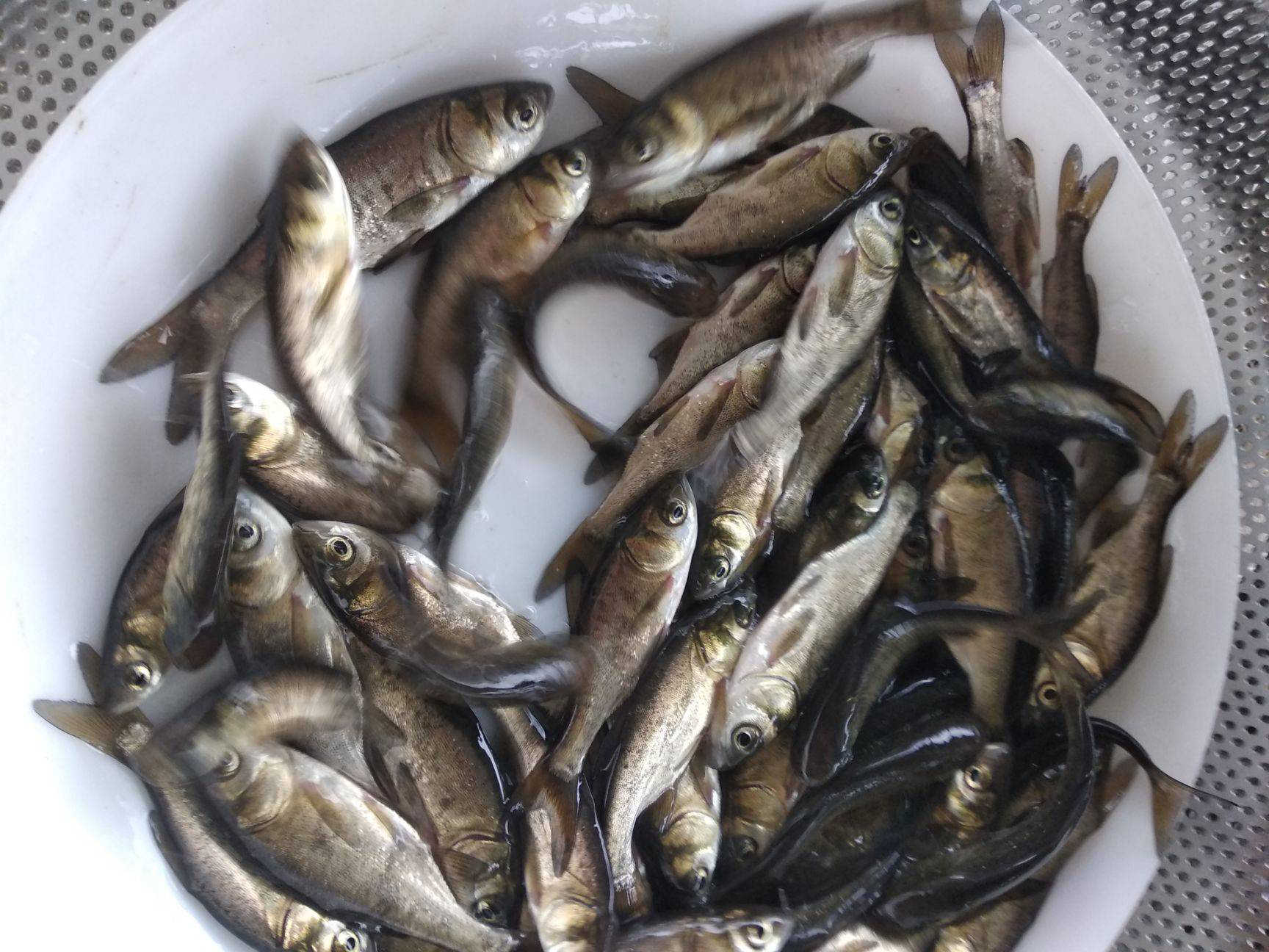 出售花白鲢鱼苗234规格供应网箱花鲢鱼苗花鲢鱼苗统货