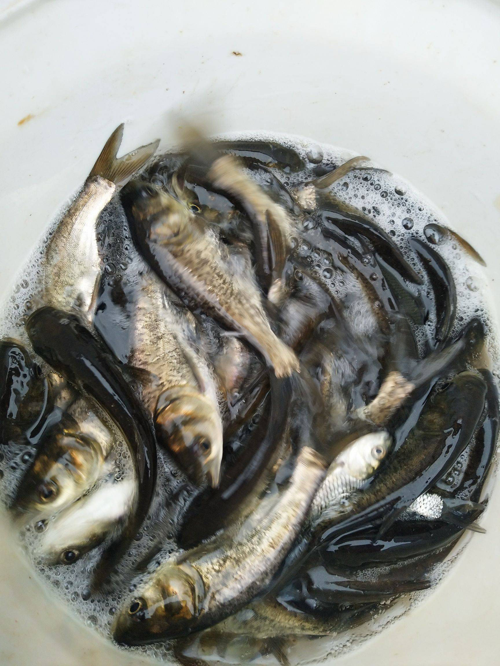 出售四大家魚魚苗 白鰱魚苗一手貨源 網箱花鰱魚苗品質好