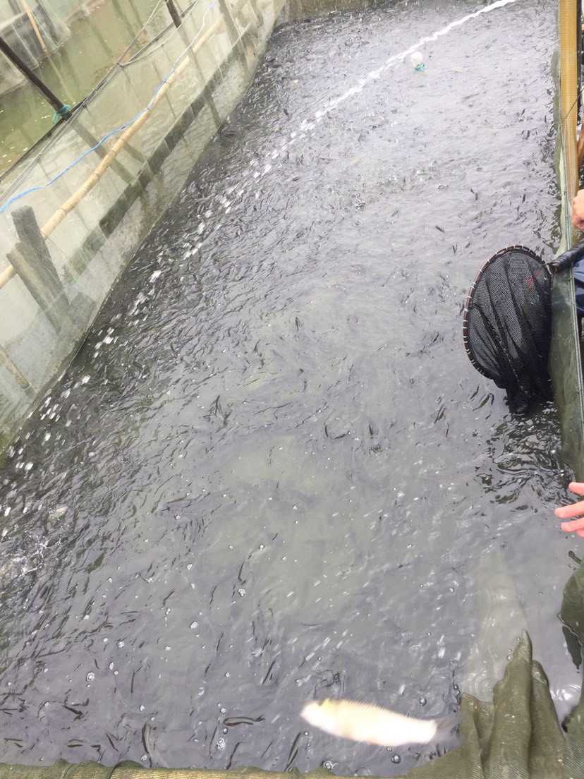 白鲢鱼苗量大优惠花鲢鱼苗包运输下塘白鲢鱼苗水花产地直供