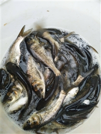 出售四大家鱼鱼苗 白鲢鱼苗一手货源 网箱花鲢鱼苗品质好