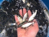 白鲢鱼苗量大优惠 花鲢鱼苗包运输下塘 白鲢鱼苗水花产地直供