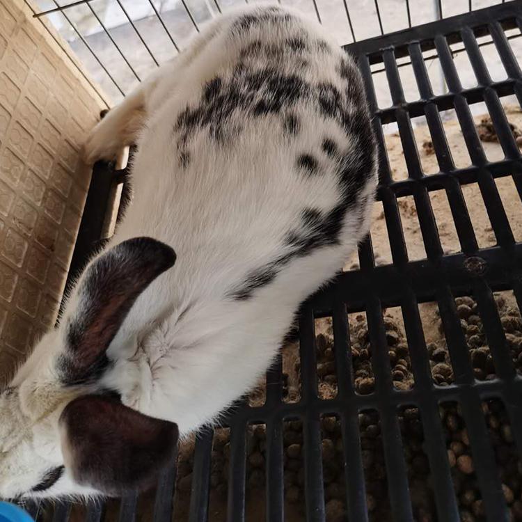 花巨兔养殖基地 活体花巨兔种兔