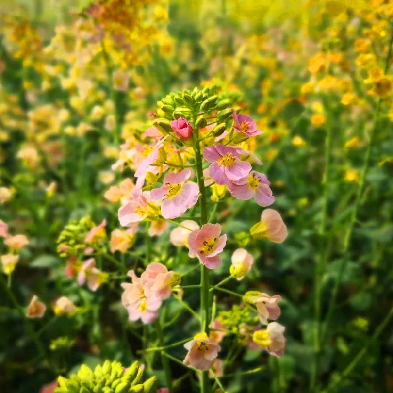 批发彩色油菜花彩色油菜花新品种开花早花期长花色多