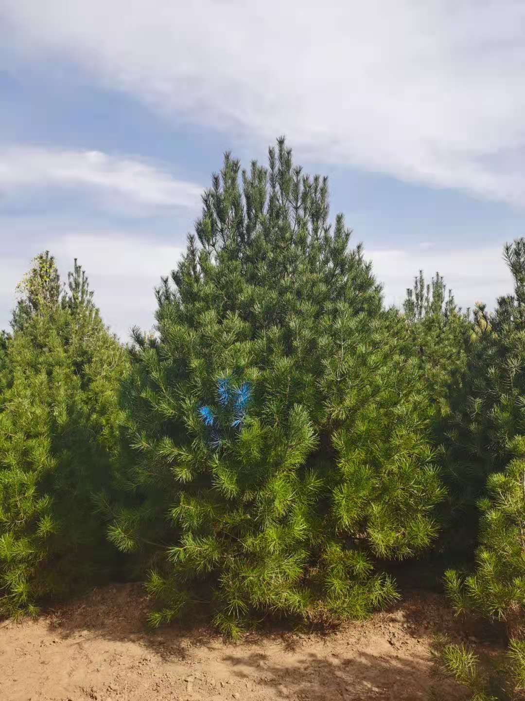 白皮松 森之泉树木 2米-3米各种规格白皮松种植基地