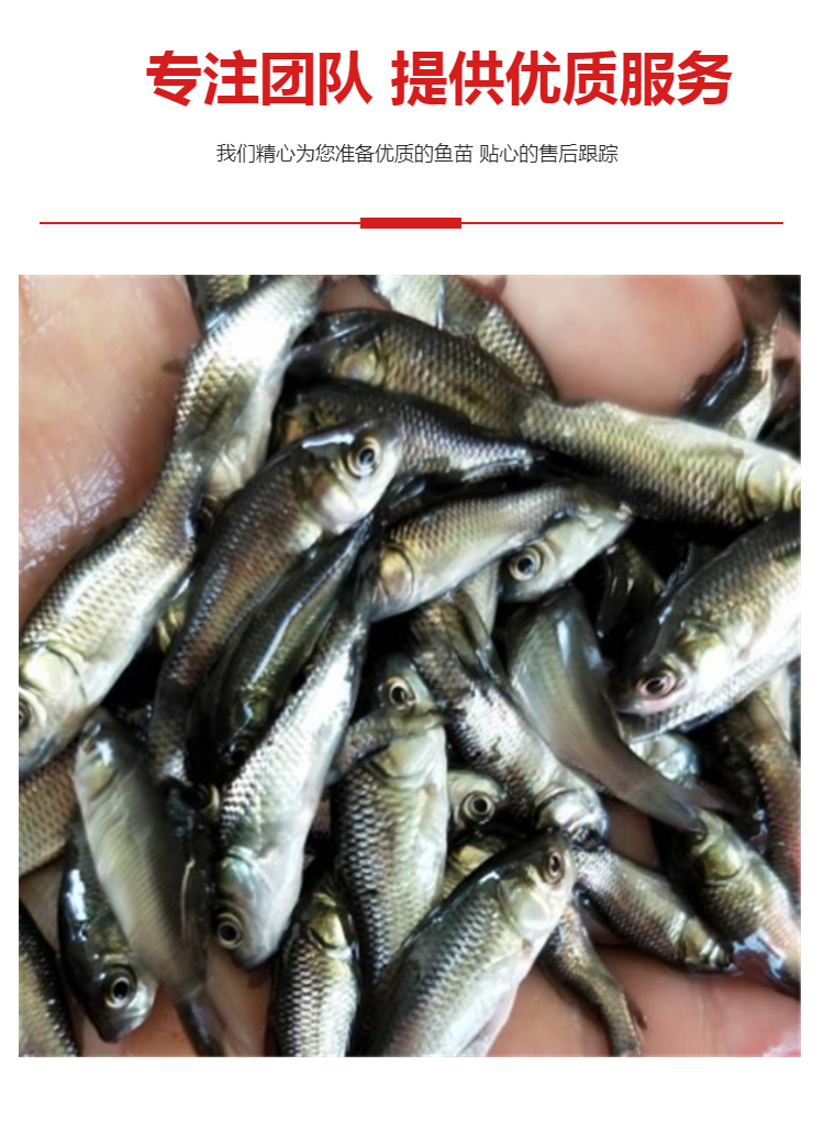 工程鲫鱼苗大量上市批发鲫鱼苗