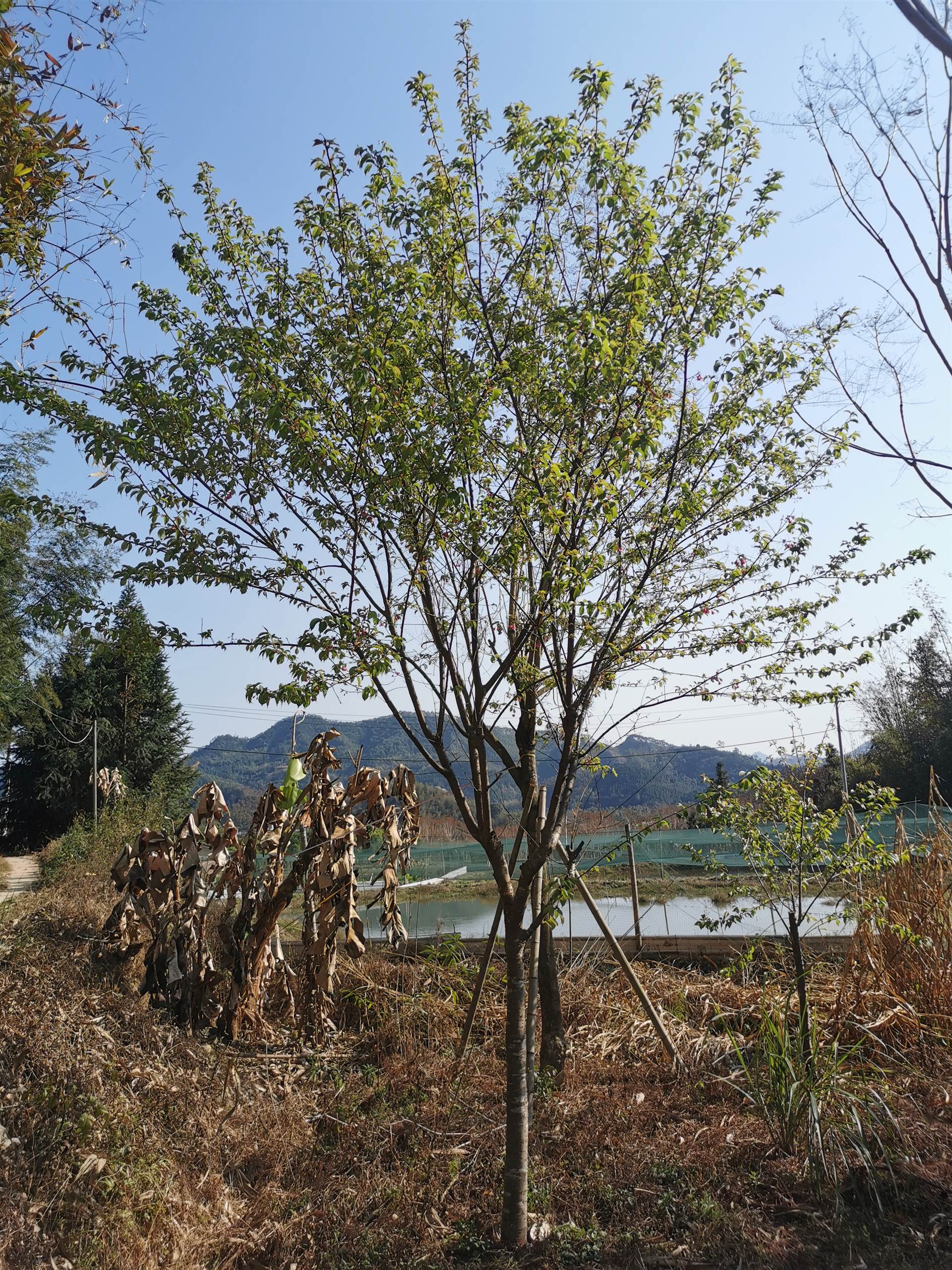 福建山樱花价格山樱花基地山樱花批发