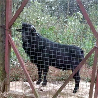 养殖黑山羊要注意哪些问题  黑山羊养殖，把羊养好，减少疾病发生