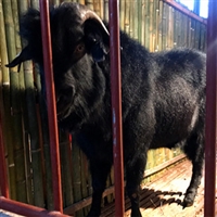 湘美黑山羊繁育基地  湘美黑山羊引种，中等膘情为佳