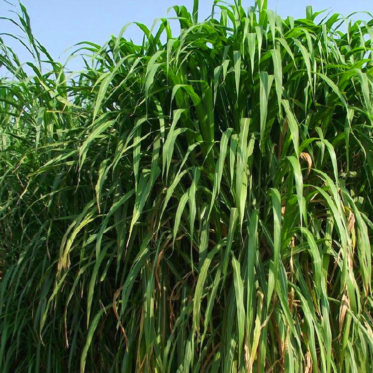 喂鱼苏丹草种子养鱼养虾苏丹草高丹草种子全国批发