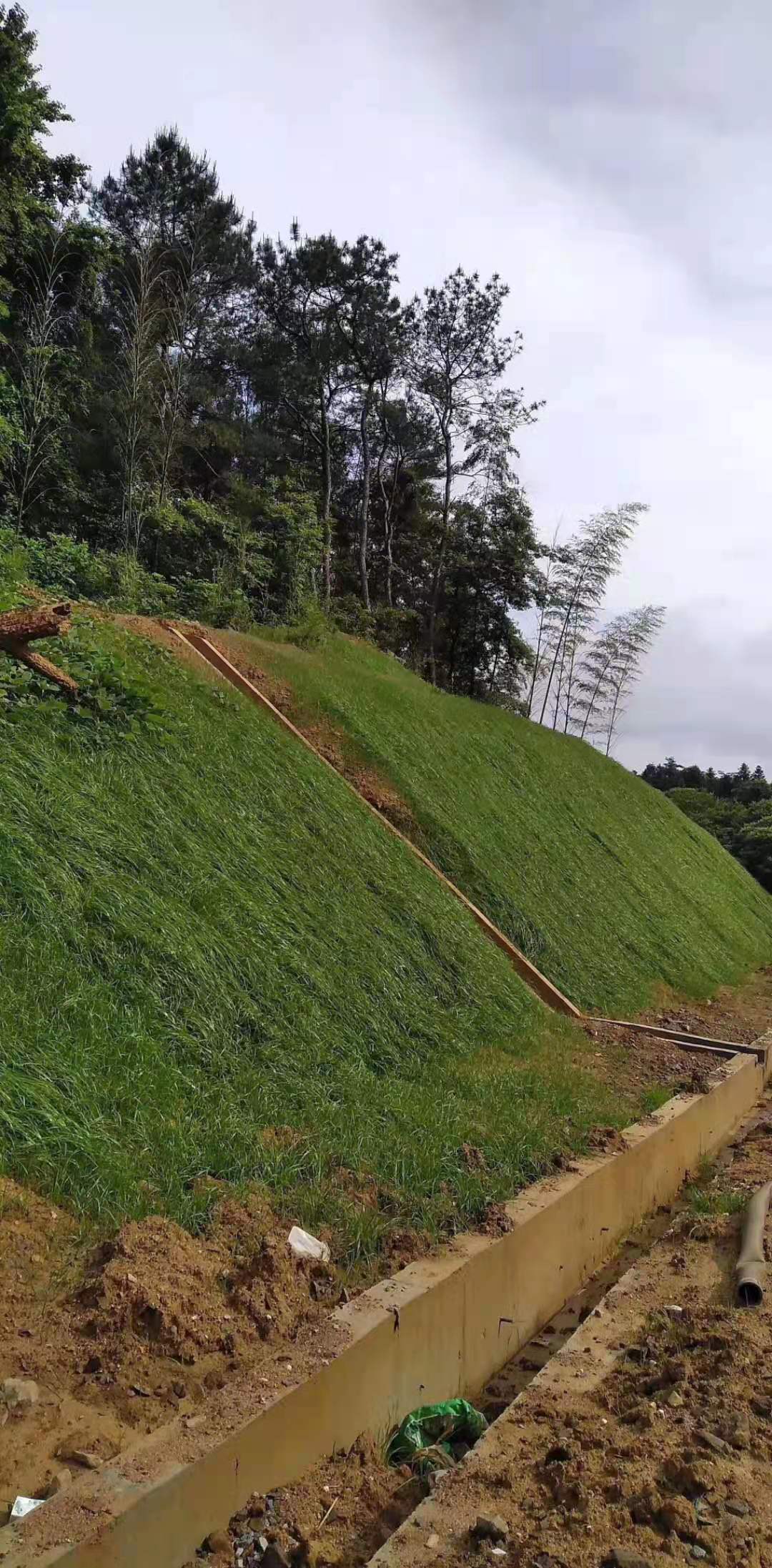 护坡草种 边坡绿化草籽护坡草籽 耐旱 耐寒 护坡草坪种子厂家批发